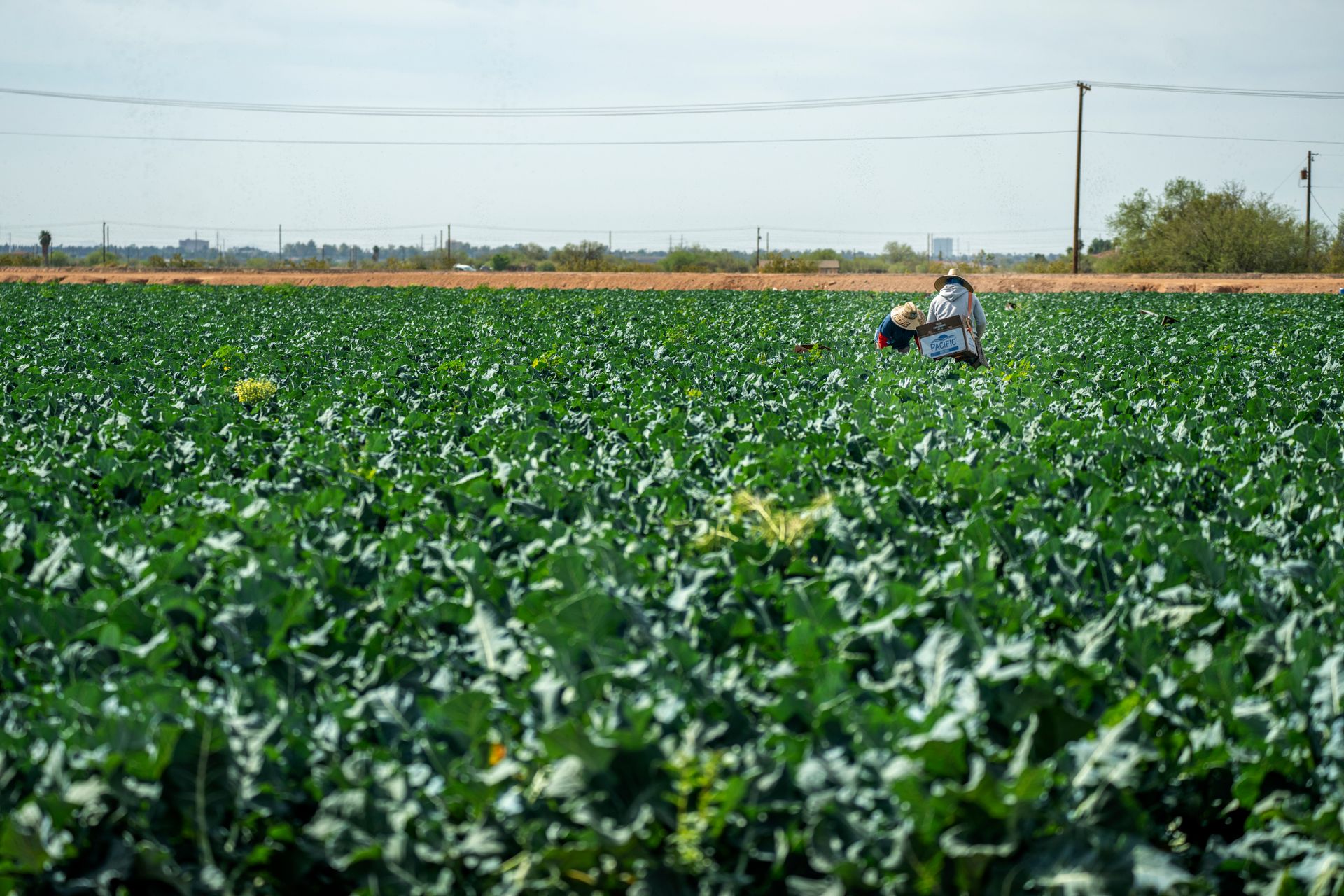 Agricultural field with workers inspecting crops