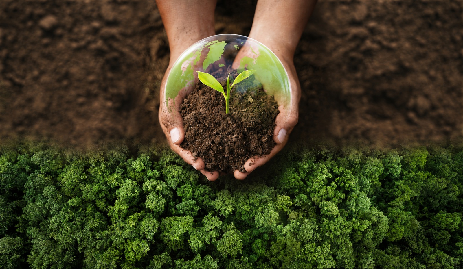 Hands holding soil with a young plant and green forest